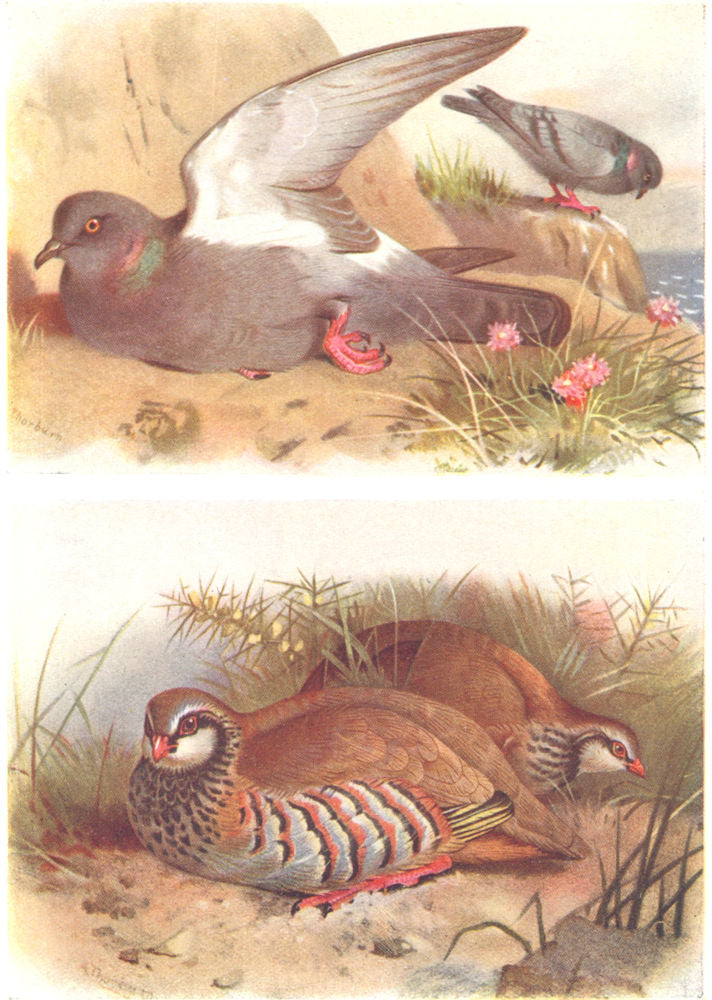 BRITISH BIRDS. Rock Dove; Red-legged Partridge. THORBURN 1925 old print
